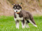 Adopt Nestea a Black Husky / Mixed dog in Ile-Perrot, QC (38107376)