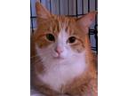 Adopt Merida a Orange or Red (Mostly) Domestic Shorthair (short coat) cat in