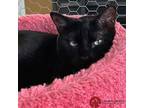 Adopt Maple a All Black Domestic Shorthair (short coat) cat in St.
