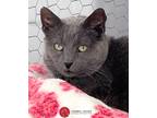 Adopt Glimmer a Gray or Blue Domestic Shorthair (short coat) cat in St.