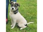 Adopt AUGUST a White - with Gray or Silver Cattle Dog / Collie / Mixed dog in