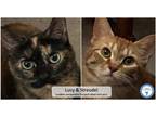 Adopt Lucy & Streudel a Tortoiseshell Domestic Shorthair (short coat) cat in