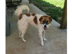Adopt Cricket a White - with Brown or Chocolate Great Pyrenees / Mixed dog in