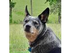 Adopt Mattie a Gray/Blue/Silver/Salt & Pepper Australian Cattle Dog / Mixed dog