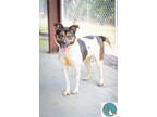 Adopt Nova a Black Hound (Unknown Type) / Mixed dog in Walterboro, SC (38109079)