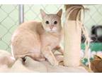 Adopt Milo a Orange or Red Tabby Domestic Shorthair (short coat) cat in
