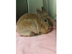 Adopt Clove a Chocolate Other/Unknown / Lionhead / Mixed rabbit in Key West