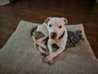 Adopt Little Rascal a American Staffordshire Terrier