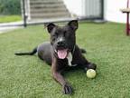 Adopt Clyde a Black - with White Mixed Breed (Large) / Terrier (Unknown Type