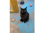 Adopt Peter a All Black Domestic Mediumhair / Domestic Shorthair / Mixed cat in