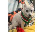 Adopt Molly a White Spitz (Unknown Type, Small) / Mixed dog in Bucks County
