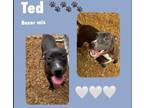Adopt Ted a Boxer