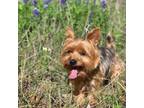 Adopt Rufus a Yorkshire Terrier