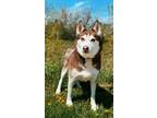 Adopt Blue go home with Star a Brindle Alaskan Klee Kai / Mixed (short coat) dog