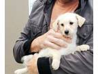 Adopt Lollipop a Jack Russell Terrier, Miniature Poodle