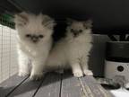 Silver Persian Himalayans Litter Of 3