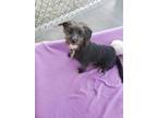 Adopt Sakura a Gray/Blue/Silver/Salt & Pepper Dachshund / Mixed dog in Palos