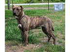 Adopt Roxanne a Brindle - with White Terrier (Unknown Type