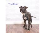 Adopt Shelton a Brindle Terrier (Unknown Type, Small) / Mixed dog in Montgomery