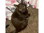 Adopt Earl a Brown or Chocolate Domestic Shorthair / Mixed cat in Fort Worth