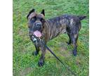 Adopt Kilo a Cane Corso / Mastiff dog in Brooklyn, NY (33740253)