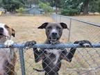 Adopt Ziggy a Black - with White Labrador Retriever / Mixed dog in Portland