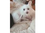 Adopt Beverly-adoption pending a White Chinese Crested / Mixed dog in Bellevile
