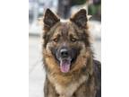 Adopt Otis von Osten a Black - with Tan, Yellow or Fawn German Shepherd Dog /