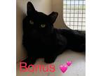 Adopt Bonus Cat a All Black Domestic Shorthair (short coat) cat in Garden City
