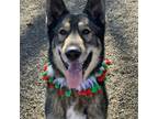 Adopt Wylie a Brown/Chocolate German Shepherd Dog dog in Liberty, MO (32031373)