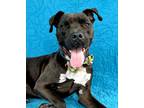 Adopt Venom a Brown/Chocolate Mastiff / Mixed dog in Picayune, MS (31200544)