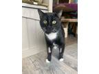 Adopt Mewlius Caesar a Domestic Short Hair