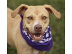 Adopt Skye a Tan/Yellow/Fawn Catahoula Leopard Dog dog in Houston, TX (38224152)