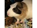 Adopt Oatmeal a Guinea Pig small animal in Las Vegas, NV (38346733)