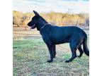 Adopt Shadow a German Shepherd Dog