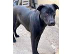 Adopt Charcoal a Black Shepherd (Unknown Type) / Labrador Retriever dog in