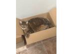 Adopt Maria a Domestic Shorthair / Mixed (short coat) cat in Hartville