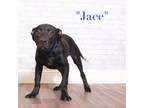 Adopt Jace a Black Labrador Retriever / Mixed dog in Montgomery, AL (38092881)