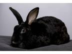 Adopt Clover a Rex / Mixed (short coat) rabbit in Pflugerville, TX (38106740)