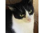 Adopt LILY a All Black Domestic Shorthair / Mixed cat in Galesburg