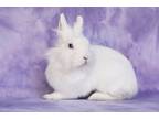 Adopt Aubriella aka Linnea Celeste a Lionhead / Mixed (short coat) rabbit in