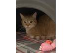 Adopt Bug a Domestic Shorthair / Mixed (short coat) cat in Crandon