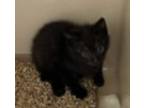 Adopt Dani a All Black Domestic Shorthair (short coat) cat in Acworth