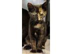 Adopt Hannah a Tortoiseshell Domestic Shorthair / Mixed (short coat) cat in