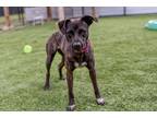 Adopt Ruby a Labrador Retriever / Boxer / Mixed dog in Dalton, GA (36069824)