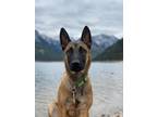 Adopt Timber--Located in Montana a Belgian Malinois / Mixed dog in Imlay City