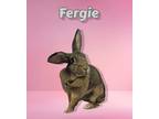 Adopt Fergie a Agouti American (short coat) rabbit in Williston, FL (33360099)