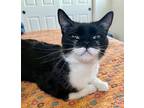 Adopt Madame Zorro a Black & White or Tuxedo Domestic Shorthair (short coat) cat