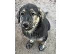 Adopt Brutus a Black German Shepherd Dog / Bloodhound dog in Seguin