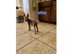 Adopt Wiley a Shepherd (Unknown Type) / Husky dog in Calimesa, CA (33192417)